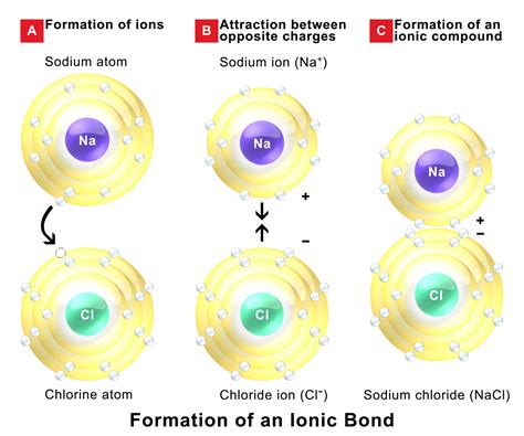 An ionic bond involves _____. - One type of chemical bond is an ionic bond. Ionic bonds result from the attraction between oppositely charged ions. For example, sodium cations (positively charged ions) and chlorine anions (negatively charged ions) are connected via ionic bonds in sodium chloride, or table salt. Created by Sal Khan.